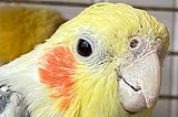 close up of cockatiel face