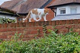 Coloured image showing a ginger and white cat walking along the top of a garden wall that has a hedge growing up it.