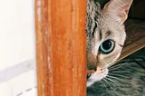 A small cat peeking from behind a pole