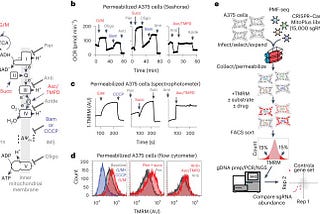 PMF-seq: a highly scalable screening strategy for linking genetics to mitochondrial bioenergetics
