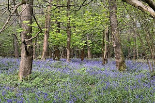 Photo by Author — my favourite time of year — Bluebells in my local wood