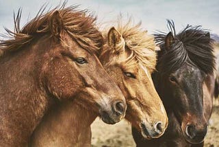 A Meditation Troubleshooting Strategy to Tame the Wild Horse of the Mind