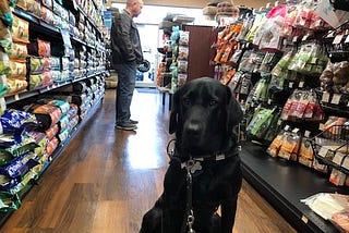 Picture of a black lab guide dog, Cooper, siting in a store aisle