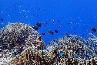 Four Luxury Hotels Championing Coral Reef Conservation on World Reef Awareness Day and Beyond