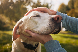 3 signs your Dog may be in silent pain, and 3 ways to help them on a limited income.