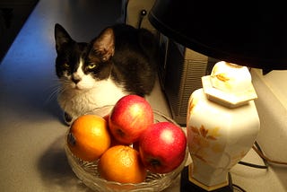 Author’s photo of Home Boy cat sitting on a table near a bowl of apples and a lamp
