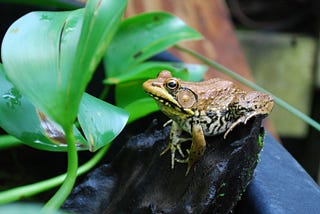Bronze Frog on a log