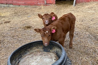Two brown baby cows look up to the camera.