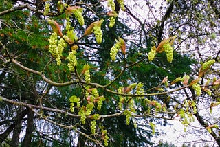 Big Leaf Maple Catkins against a background of Fir branches and grey skies.