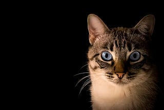 Why was it about the fabled Schrodinger’s cat that inspired Erwin Schrodinger?