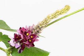 Picture of a kudzu flower on a white background