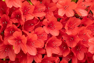 A group of red flowers