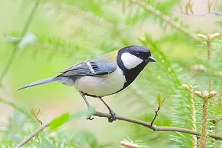 Japanese Tits Show Uncommon Courtesy with a Flap and a Flutter
