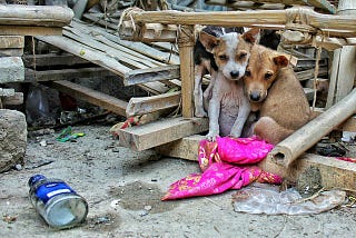 A photo of two sad dogs outside a hoarder home