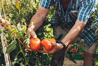 A man holding two giant tomatoes in his hands in a garden.