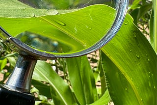 An image of a dewdrop on corn plant leaf under a magnifying glass.