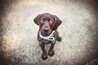 cute pointer puppy wearing a light blue and pink rope collar