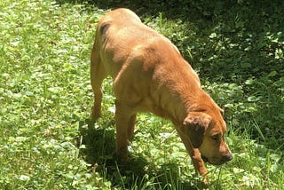 A beautiful golden dog in a green yard