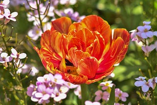 A large fiery bloom amidst some small purplish flowers