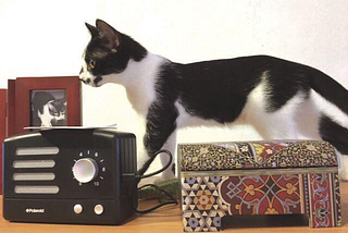 Author’s photo of Bella, a black and white kitten, on a desk with a picture frame, radio and decorative box