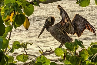 A close up of a brown pelican spreading his wings while on a tree branch.