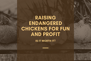Raising Endangered Chickens for Fun And Profit