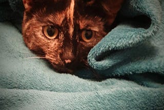 The face of a tortoiseshell cat peeking out from a grey blue blanket.