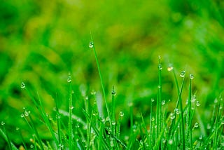 A closeup of dewy grass
