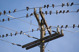 Why don’t birds get electrocuted on high-voltage power lines?