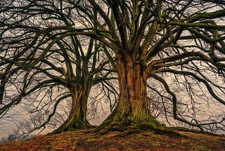 Two large bare trees sit sadly in a grey sky.