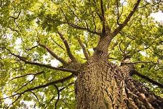 An Oak Tree’s Surprisingly Simple Advice About Weathering Storms