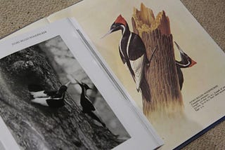 The Death of the Ivory-billed Woodpecker
