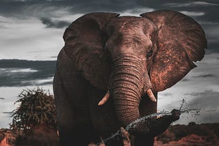 Don’t be the Elephant in the room when inheriting a team