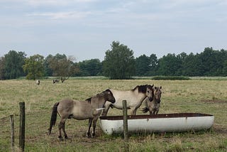 wild horses on a watering place