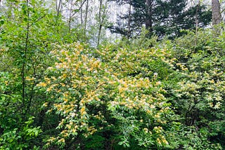 Honeysuckle in full bloom along a park path.