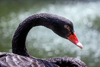 Black Swans that can change Everything