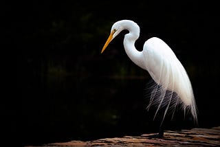 White heron against a black background.