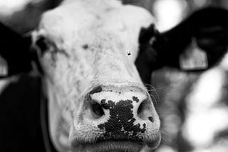 extreme black and white closeup of a cow’s face (SpaceX)
