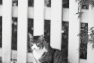 Blurry image of a cat in front of a white picket fence.