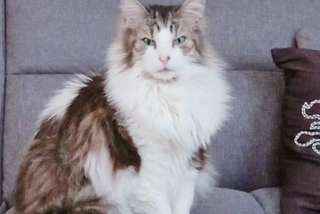 Photo of Max, the author's 15-year-old cat sitting on a grey couch. Max is long-haired, white, and grey with hints of brown. His eyes are green and his breed is unknown with the best guess suggesting Norwegian Forrest.