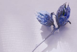 two Rose of Sharon seed pods on a stalk, colored blue on a light pink background with shadows from the window screen and the the pods in the shape of a butterfly.