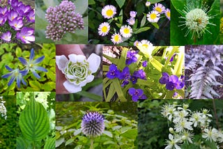 Collage of forest greenery showing budding blooms and leaves of intricate designs — examples of nature’s beauty and creativity. Photos by author.