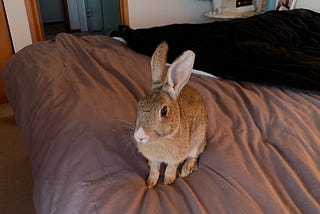 There Is a Rabbit on My Bed!