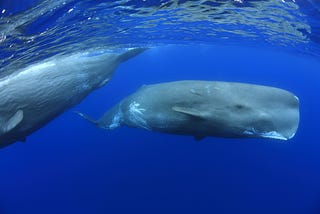 Study Finds: Sperm Whale Clicks are Closer to Human Language than Previously Thought