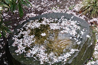 Pale pink cherry blossoms cover the wet ground and float is a puddle of water on a large stone. Sky is reflected in the water and a ripple spreads toward the center of the puddle from the lower right edge of the stone, making it seem as though a blossom has just fallen into the water.