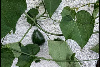 Green leaves and gourd on rough white wall.