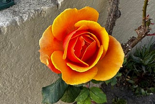 A rose with red spilling into yellow from the center, against a stone wall