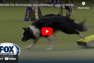 Nimble, the All-American dog, wins the Agility Challenge