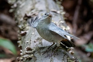 Photo of a Gray Catbird in a sassy stance on a log. Its wings are partially extended, head tossed back, beak full of bugs.