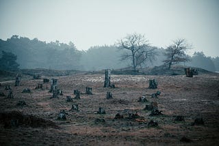 Photograph of a scorched forest, looking gloomy and desolate